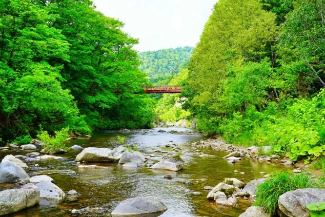 北海道定山渓にある二見吊橋の画像。緑豊かな木々に囲まれた川が流れ、その奥に赤い吊り橋が見える。リゾートバイトの休日に観光を楽しめる、自然の風景の画像。