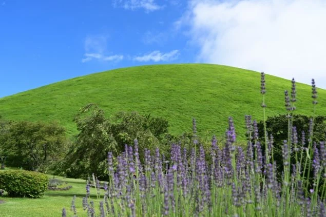 伊豆高原のシンボルである大室山の画像。緑豊かな山と青い空、手前には紫色の花が咲いています。