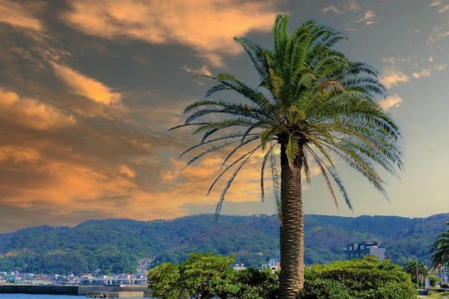 ヤシの木が写る海岸沿いの風景の画像。山々の奥に夕日が沈み、空がオレンジ色に染まっている。リゾートバイトの休日に観光を楽しめる、自然の風景の画像。