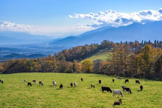 夕暮れの空に星が輝き始めた景色の画像。山や木のシルエットが広がり、リゾートバイトで働くことで見られる美しい自然の風景や、涼しい場所での夜の雰囲気を伝えている。