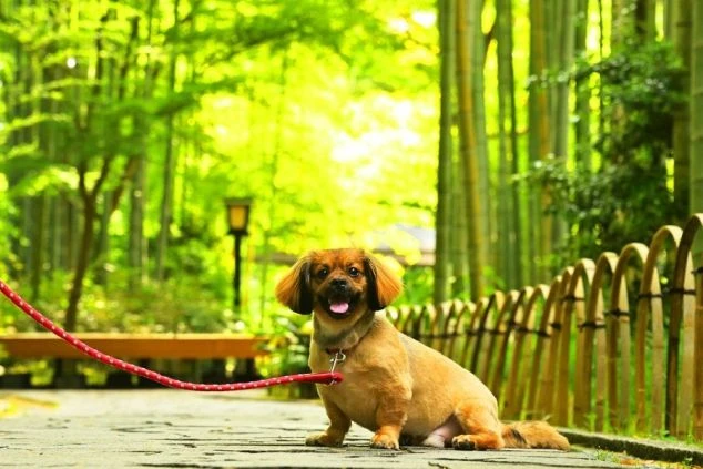 植え込みの中に立つ、旅館またはホテルの黒い看板。