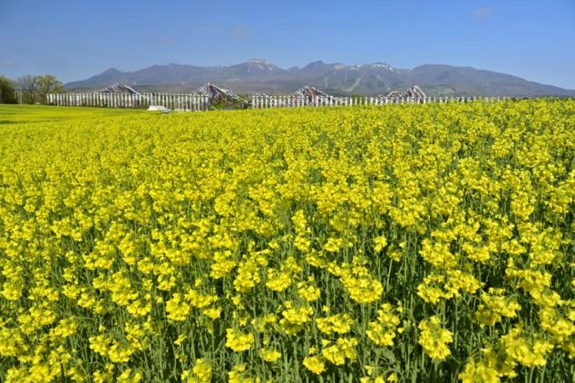 那須高原から見た朝日の画像。山の稜線から太陽が顔を出し、空全体がオレンジ色に染まっている。リゾートバイトの寮から見える景色や、休日に楽しめる雄大な自然を表す。