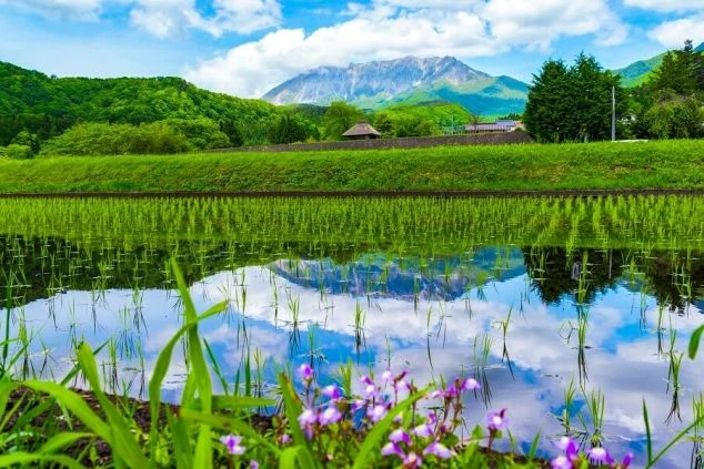 水田と山々の風景の画像。山と雲が水田に反射して美しく、手前には紫色の花が咲いている。鳥取県大山（だいせん）の雄大な自然の風景の画像。