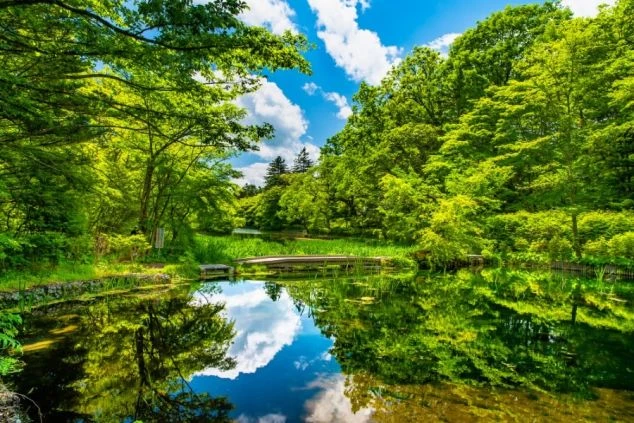 豊かな緑と青空が美しい、森の中の池。木々が水面に映り込み、自然の豊かさを感じさせる。高原リゾートや自然豊かな観光地でのリゾートバイトを連想させる画像。