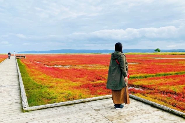 赤い植物が広がる湿原の風景の画像。木道の上に立つ女性の後ろ姿が写っており、リゾートバイトの休日に観光を楽しんでいる様子が伝わる。ワクトリスタッフが撮影したオリジナル画像。
