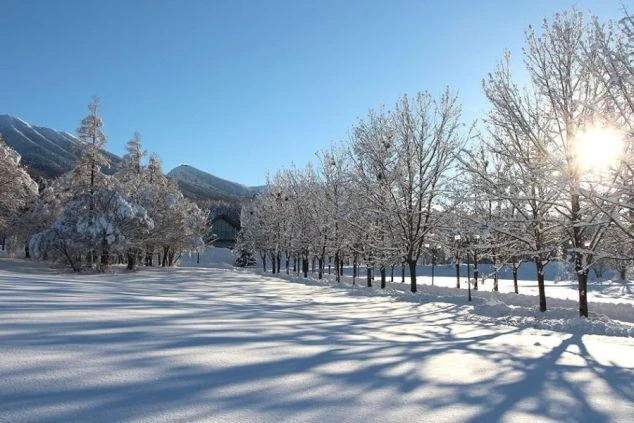 雪が積もった並木道に光が差し込む美しい冬景色。リゾートバイトは、こんな絶景の中で働けるチャンスです。