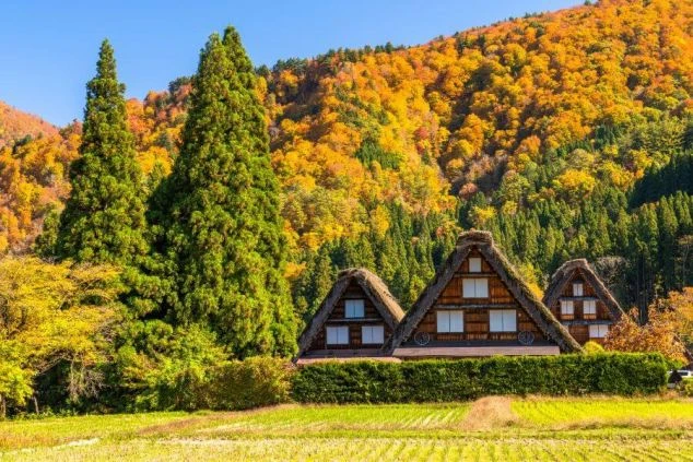 岐阜県白川郷の合掌造り集落。紅葉した山を背景に、藁葺き屋根の家屋が並ぶ。リゾートバイトの勤務地として、世界遺産の美しい景色をアピール。