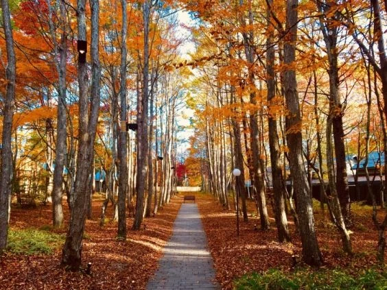 オレンジ色に染まった紅葉の並木道。自然豊かなリゾート地で、新しい生活を始めませんか。