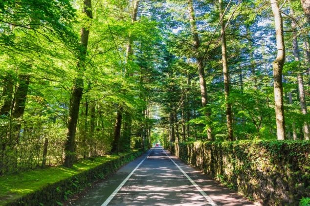 軽井沢の白糸の滝にいる人物の後ろ姿の画像。