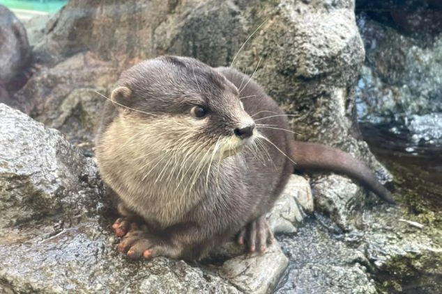 ヨーロッパの古城のような雰囲気のホテルエントランス。外壁は不揃いの石積みが特徴で、丸みを帯びた屋根とアーチ型の窓がある。