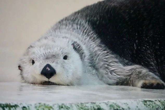 リゾートバイトのオフには、水族館の人気者・ラッコに会いに行こう。愛らしい姿を見ているだけで、心が和みます。