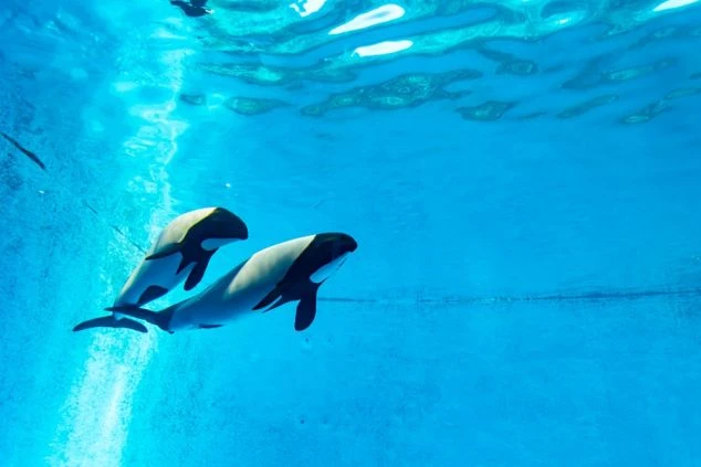 水族館の大きな水槽で、仲良く泳ぐ二頭のイルカ。まるで空を飛んでいるかのような、優雅な姿に癒やされます。