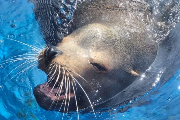 青い水の中を泳ぐアザラシ。リゾートバイトの休日に楽しめる水族館。