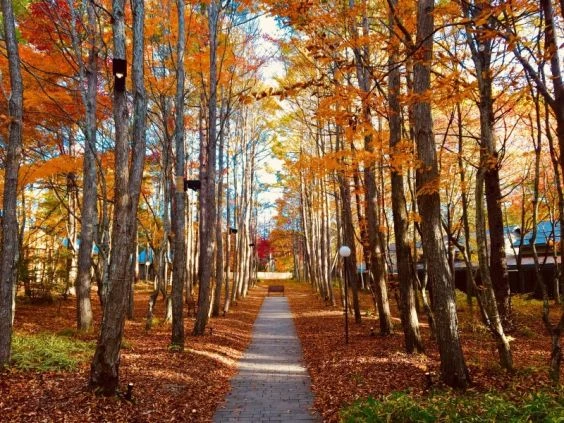 長野県 軽井沢の紅葉並木道。秋の軽井沢リゾートバイトの休日の散策、自然の景色。