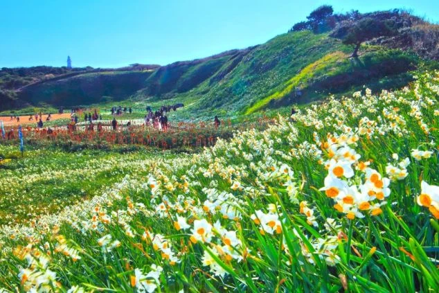 水仙が一面に咲く丘の絶景。リゾートバイトの仕事の合間に観光を楽しめます。