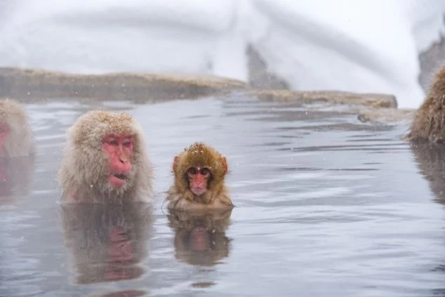 雪景色の中で温泉に浸かる野生のニホンザルの画像。長野県エリアのリゾートバイトなら、休日に世界的に有名な観光スポット「地獄谷野猿公猿」での散策も楽しめる。