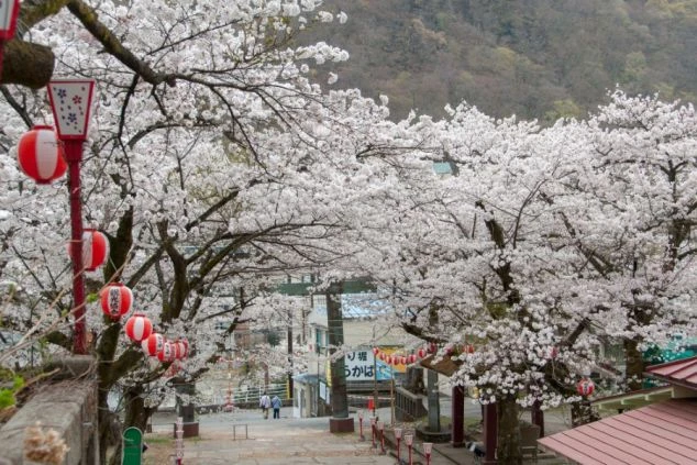 深い緑の山々と清流に包まれ、夜の明かりが美しく灯る自然豊かな温泉旅館の全景