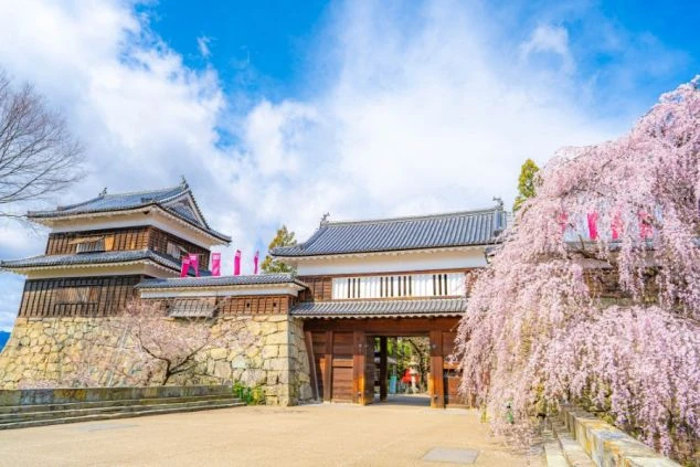 満開の枝垂れ桜に彩られた上田城の東虎口櫓門。