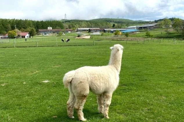信州・長門牧場の広い草原でこちらを見つめる白いアルパカ。動物に癒やされながらのどかな環境で働ける、牧場や高原リゾートの住み込みバイト。