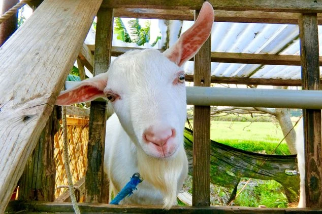 久米島ののどかな風景の中で出会えるヤギ。動物たちに癒やされながらゆったりとした時間が流れる、離島のリゾートバイト環境。