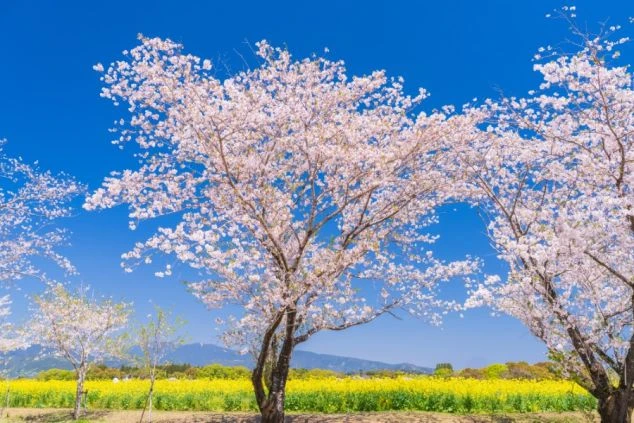 春のリゾートバイト求人イメージ。青空に映える満開の桜と菜の花畑が広がる、のどかなリゾート地の風景。