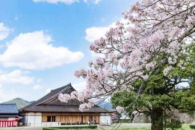 篠山城跡の歴史的な建物と満開の桜。休日の観光に最適なエリア周辺の風景。