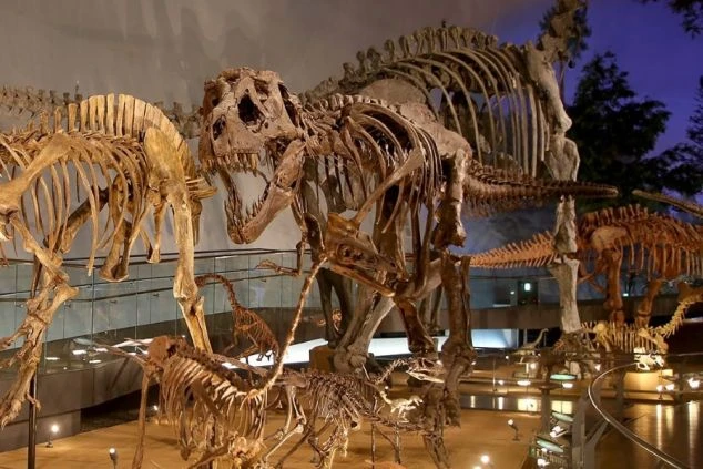 博物館の展示室に並ぶ、迫力ある恐竜の全身骨格標本。中央には鋭い歯を持つ肉食恐竜の頭部が大きく写り、周囲にも複数の恐竜の骨格が展示されている。