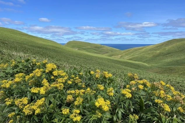 青空の下に広がる緩やかな緑の丘陵地帯。手前には鮮やかな黄色の花々が群生しており、遠くには深い青色の海が水平線まで続いている開放的な景色。