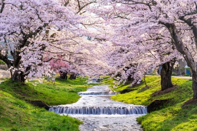 川沿いに続く満開の桜並木。澄んだ水の流れと淡いピンクの桜がトンネルのように続く春の絶景