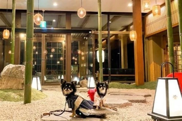 鬼怒川の愛犬同伴専門旅館の写真。かわいらしいチワワが2匹写っている。