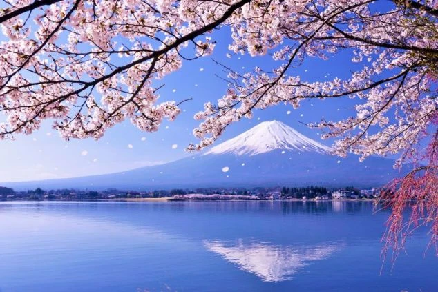 春の山梨県河口湖の画像。満開の桜並木越しに望む富士山と逆さ富士。リゾートバイトの休日に楽しめる絶景。