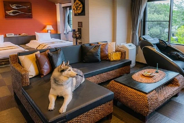伊豆高原のペット可ホテルの客室でくつろぐハスキー犬の写真。