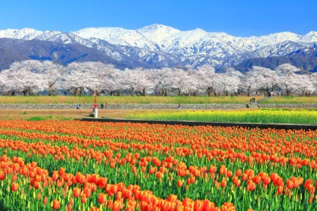 雪山を背景に咲き誇るチューリップと桜。春のリゾートバイトで出会える彩り豊かな自然の絶景。