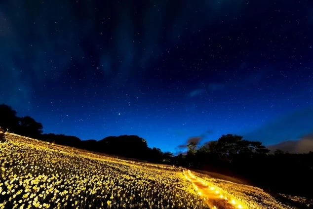 満天の星空の下、広大な斜面一面に広がる黄色い花畑。ライトアップされた散策路が黄金の帯のように続き、深い青色の夜空と無数の星々が幻想的なコントラストを描いている。
