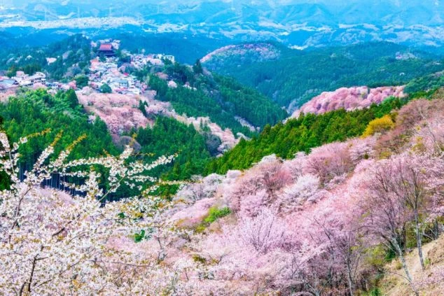 山肌をピンク色に染める吉野山の千本桜。リゾートバイトの合間に堪能できる日本屈指の桜の絶景。
