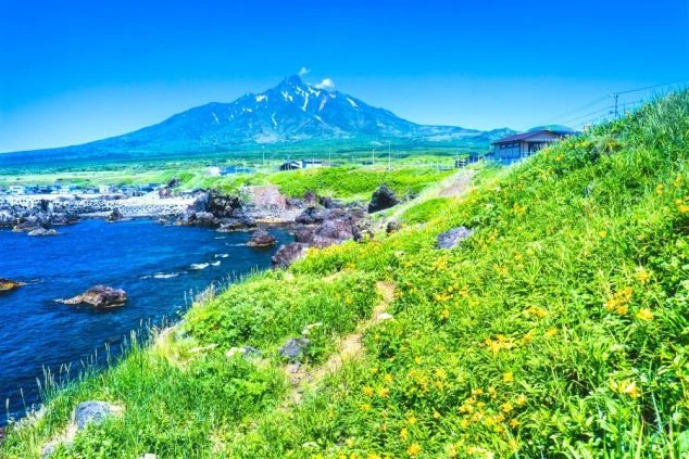 青空の下、残雪が残る壮大な利尻富士を背景に、海岸沿いの丘一面に黄色いエゾカンゾウが咲き誇る初夏の利尻島の絶景。リゾートバイトで訪れることができる自然豊かな就業環境。