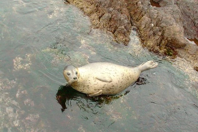 海面から顔を出し、こちらをじっと見つめる可愛らしいゴマフアザラシ。北海道・利尻島や礼文島のリゾートバイト中に、間近で遭遇できる豊かな自然と野生動物の魅力。