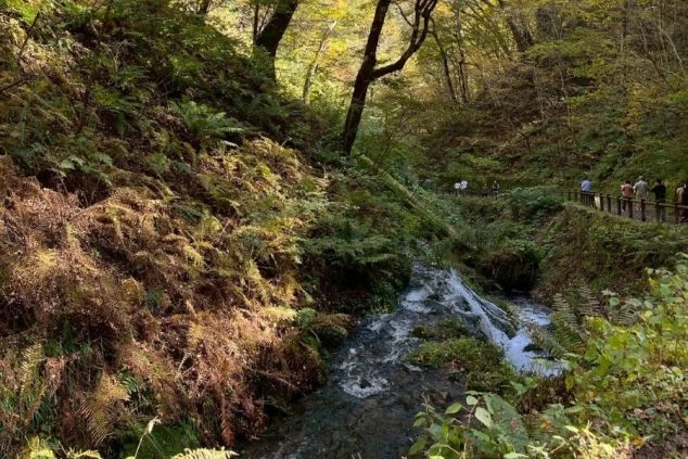 長野県軽井沢町にある「白糸の滝」へと続く、緑豊かな遊歩道と透明度の高い清流の画像。木漏れ日が差し込む美しい森の中を、観光客がのんびりと散策する風景。