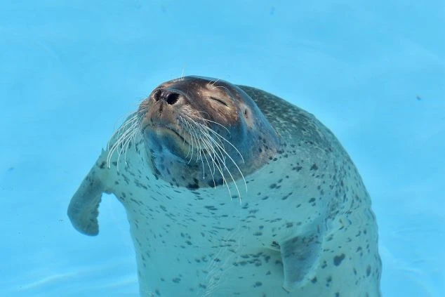 愛らしい表情を見せるアザラシ。北海道・礼文島エリアのリゾートバイト中に訪れたい周辺観光スポット。