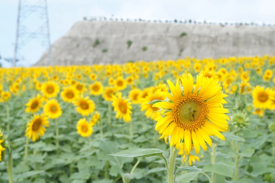 南知多のイメージ1