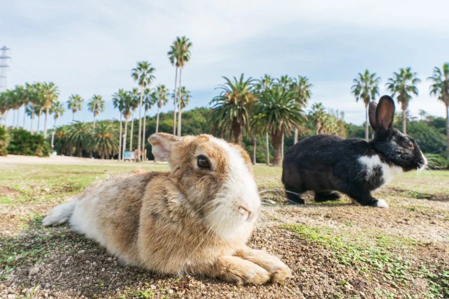 大久野島のエリア紹介イメージ