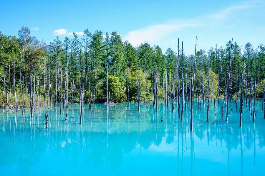 富良野・美瑛のエリア紹介イメージ