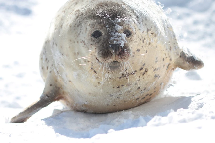 礼文島のイメージ3