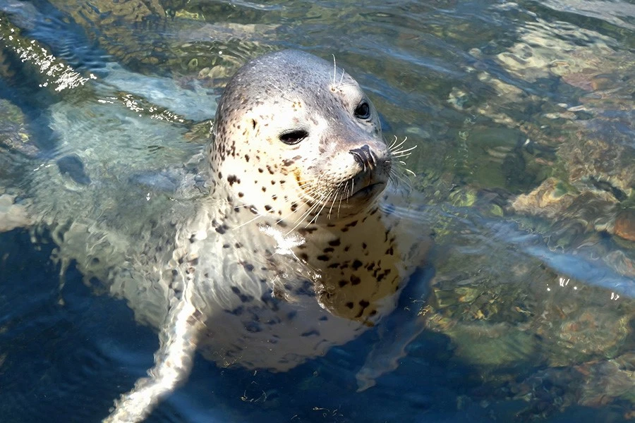 利尻島のイメージ3