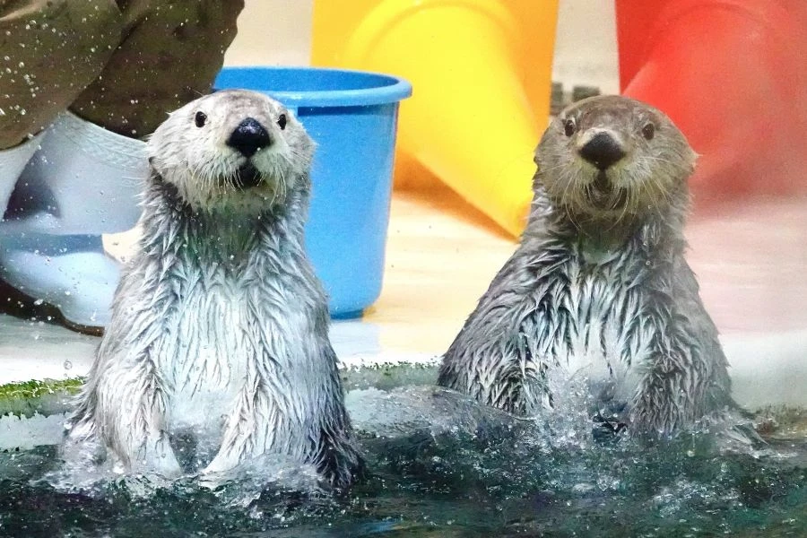 鳥羽のイメージ1