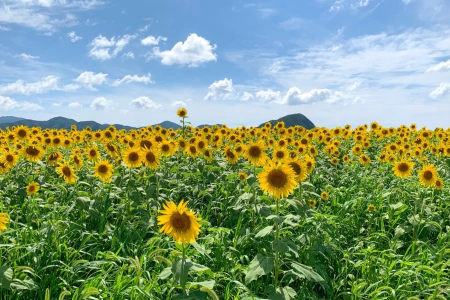 五島列島のイメージ3