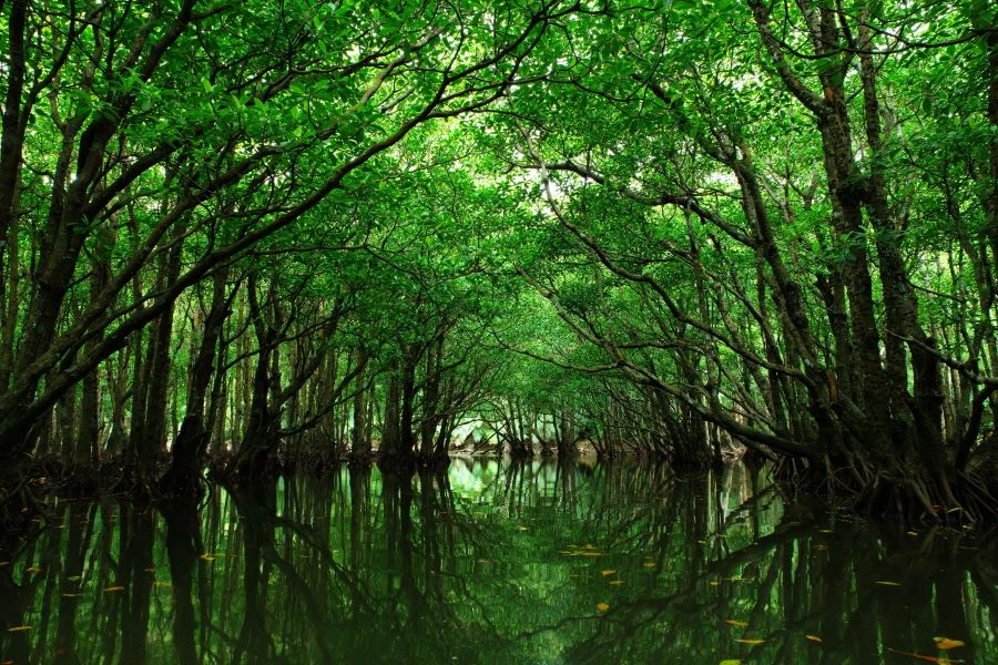 西表島のイメージ1