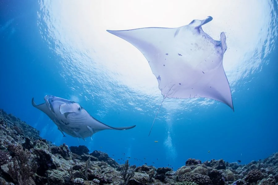 石垣島のイメージ1