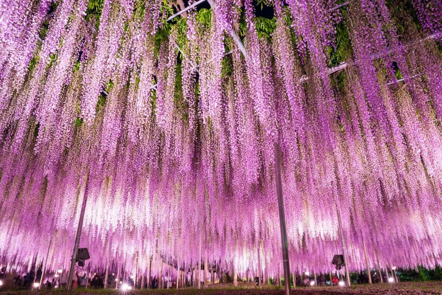 栃木県その他エリアのエリア紹介イメージ