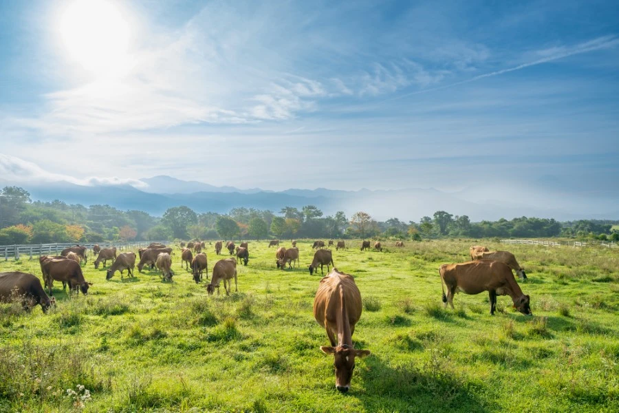清里高原のイメージ1